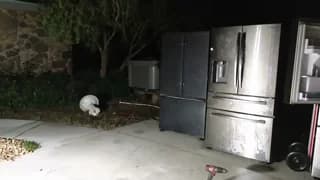 Vickiebee - stripchat